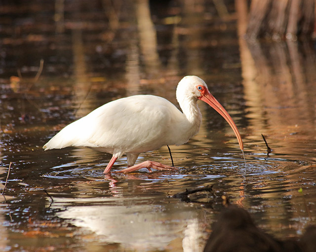 Florida Crane